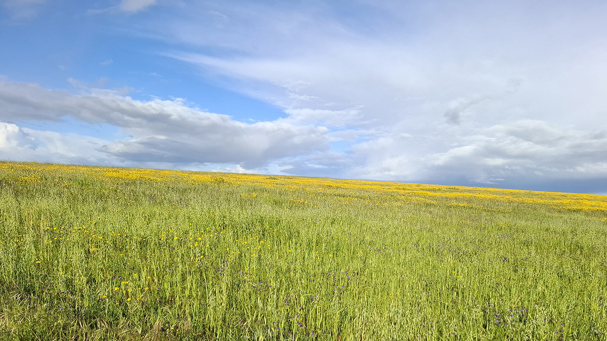Steppe castro Verde
